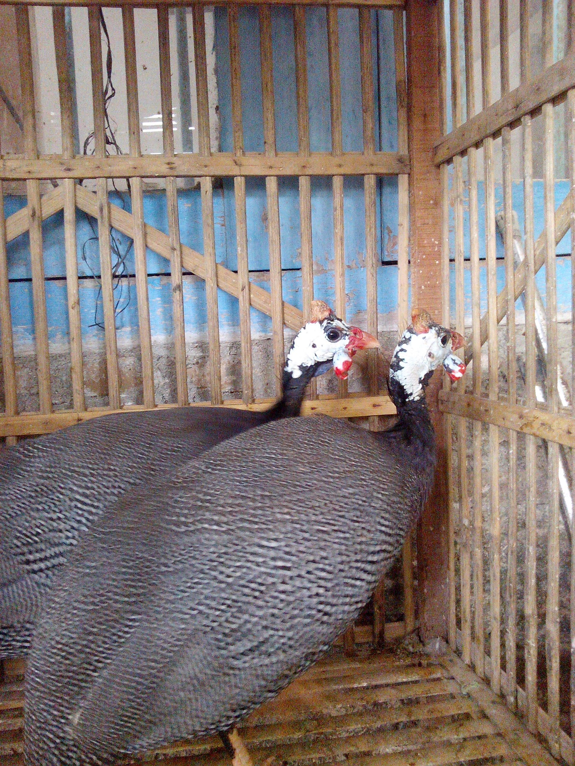Cara Menangkap Ayam Mutiara yang Lepas dari Kandang - Jual ...