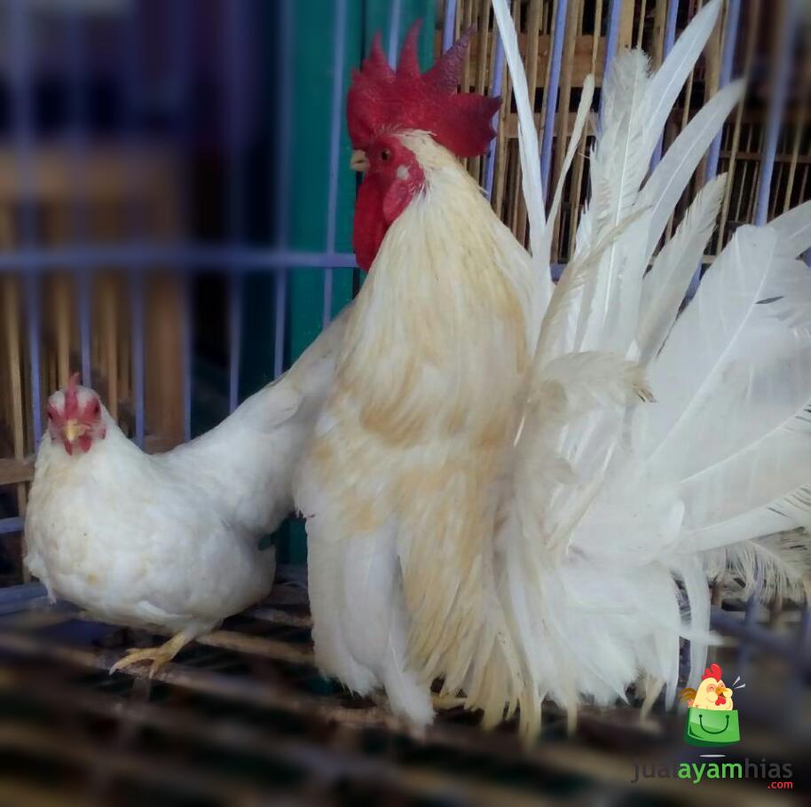 Mengenal warna - warna dasar pada ayam Bangkok - JAWARA ...